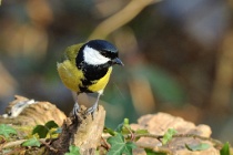 Dans les bois et jardins